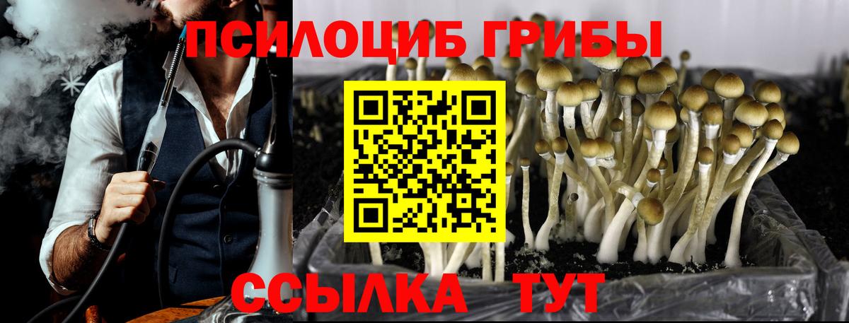 Галлюциногенные грибы GOLDEN TEACHER  где продают наркотики  Новодвинск  Вход с VPN 